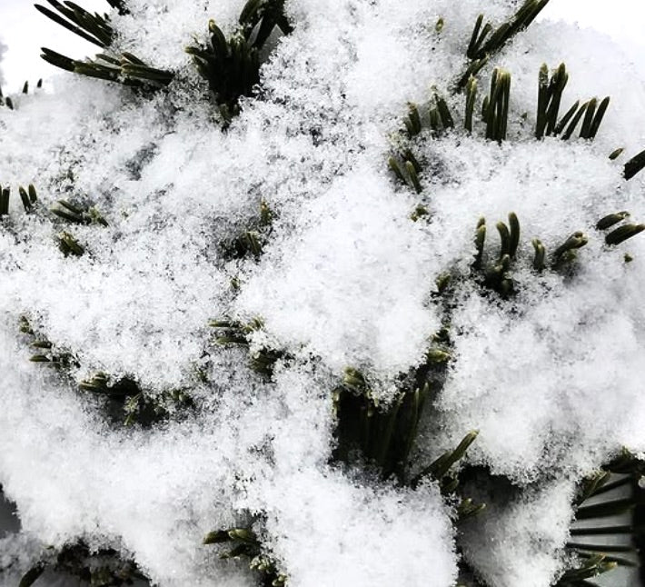 Pinus mugo cv SHERWOOD COMPACT