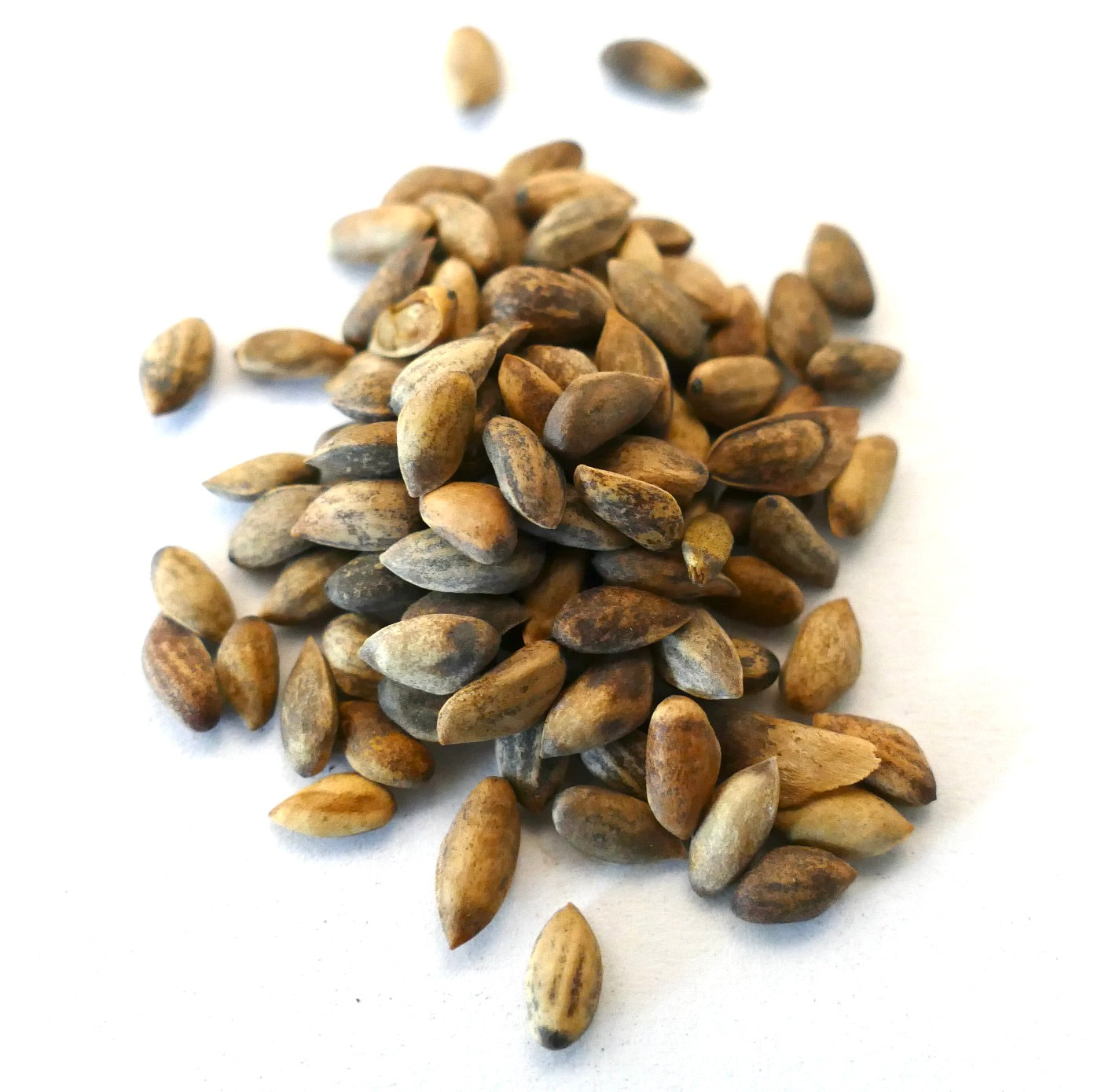 Pinus nigra subsp. salzmannii-frø med naturlig brun og gråspraglet teksturert belegg