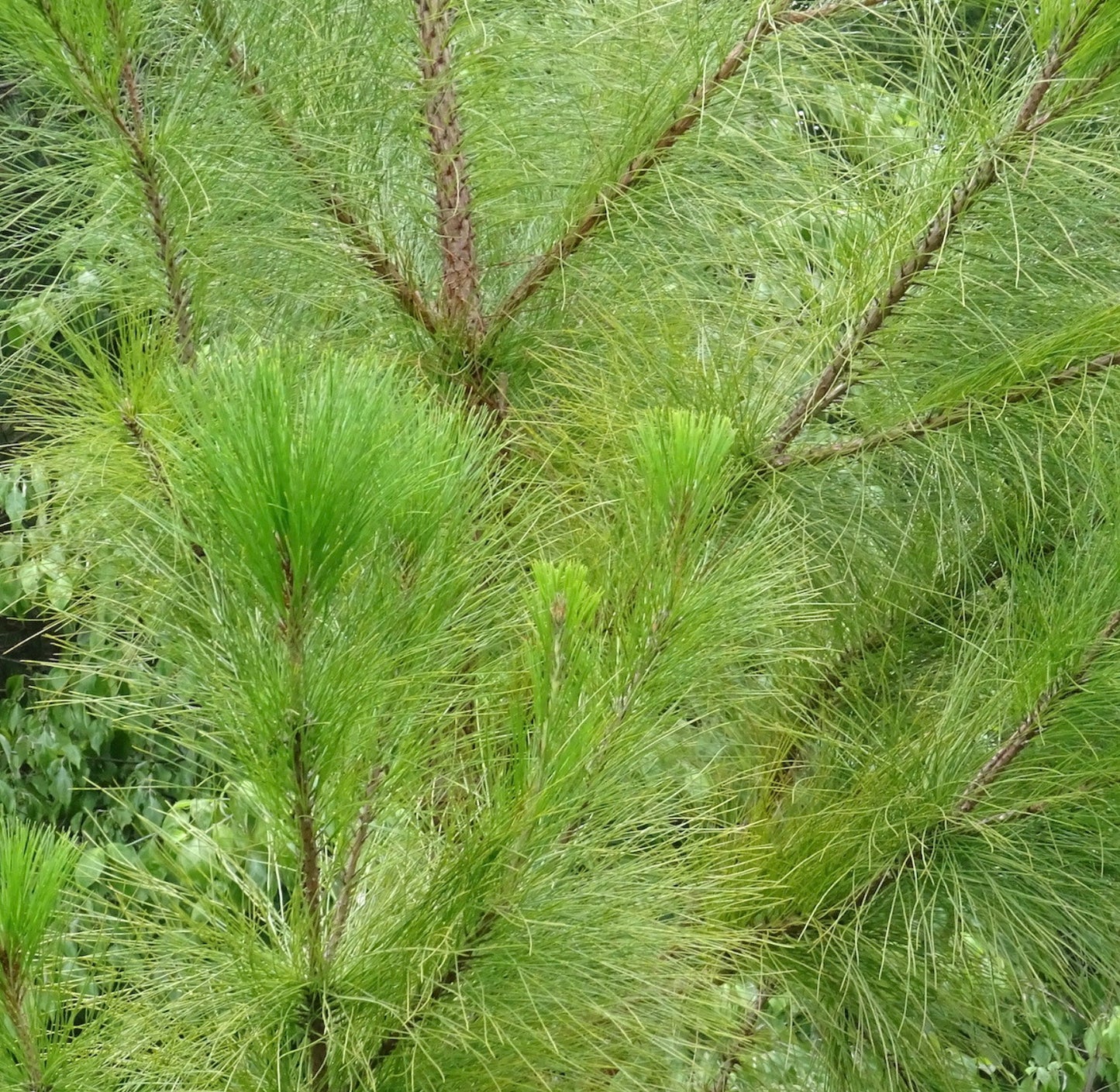 Pinus oocarpa üppige grüne Kiefernzweige mit langen Nadeln und dichtem Laub