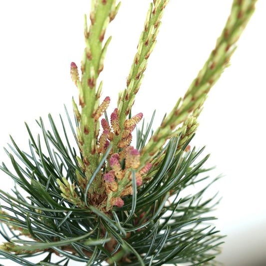 Pinus parviflora young green shoots with purple pollen cones and needle clusters