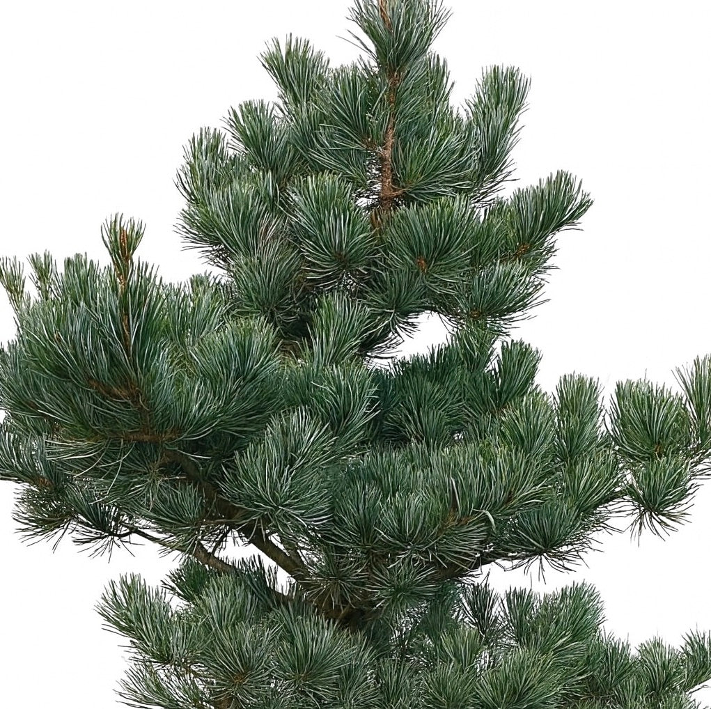 Pinus parviflora cv NEGISHI