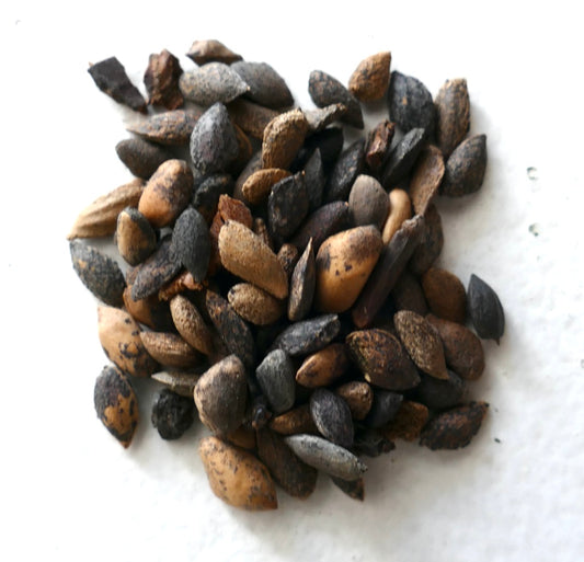 ザイマツ・パトゥラ 種子はざらざらした質感で、細長く濃い茶色と薄茶色の外皮が一緒に集まっています