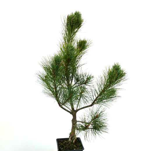 Pinus peuce jonge naaldboom met lange groene naalden in een kleine zwarte pot