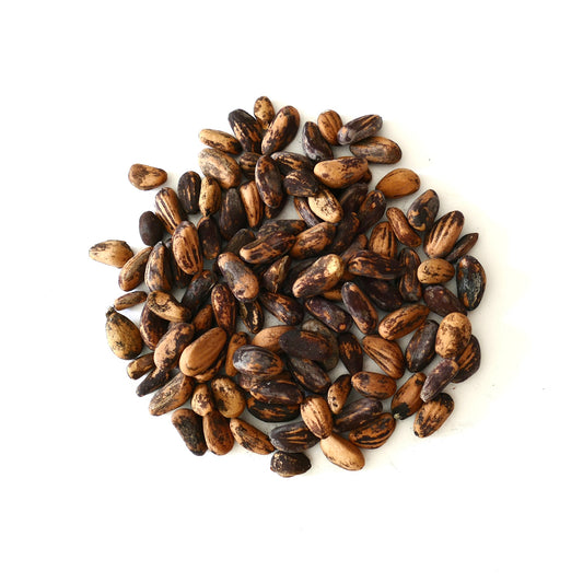 Pinus pinea seeds with brown and black mottled patterns on white background