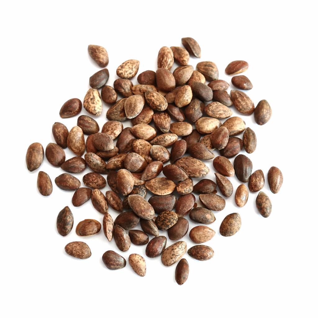 ピヌス・ポンデローサの種子 茶色の斑点がある針葉樹の種子(植樹用)