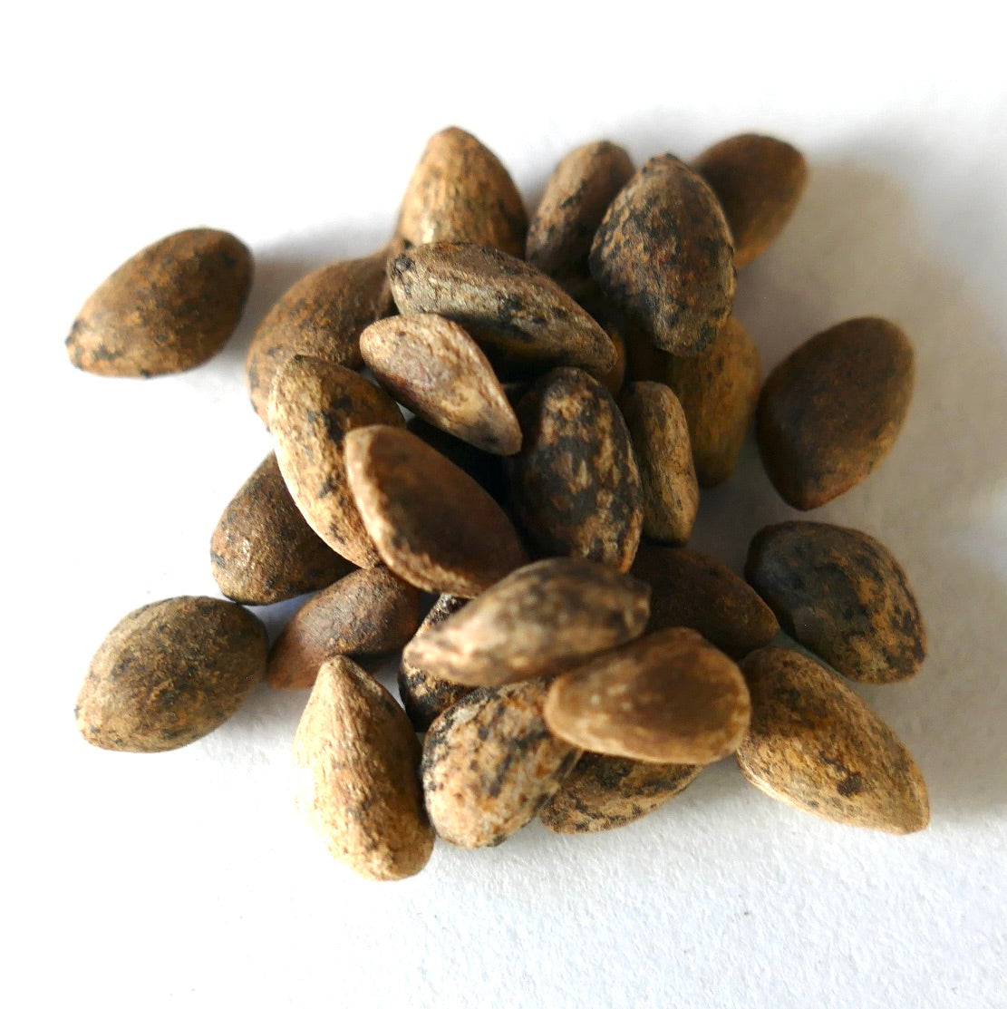 Pinus pseudostrobus bruine zaden met textuur en gevlekte oppervlak, close-up detail