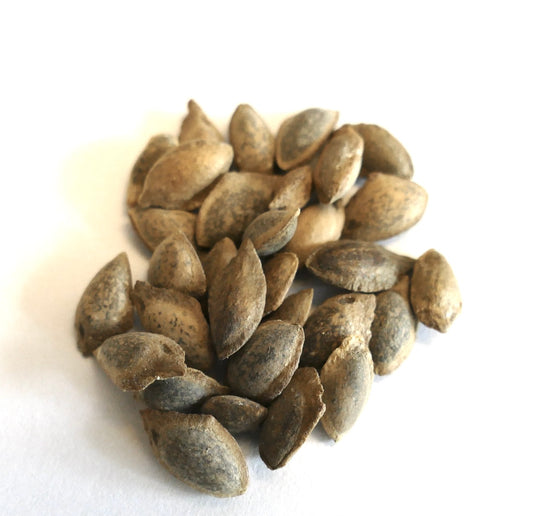 Pinus roxburghii brune teksturerte frø med ru overflate og avlang form, nærbilde