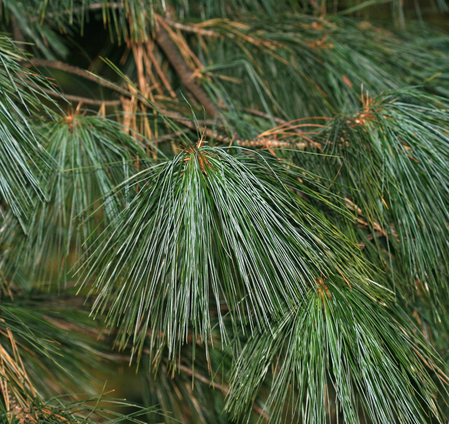 Pinus schwerinii long slender green needles with soft texture on dense branches