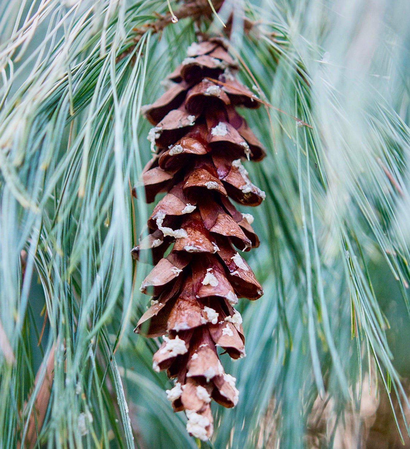 Pinus strobus cone with long slender blue-green needles and resin spots close-up