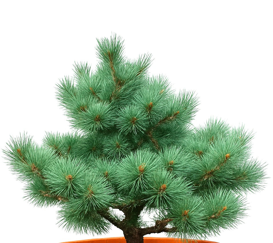 Pinus sylvestris cv MARTHAM dense blue-green needle clusters bonsai pine tree
