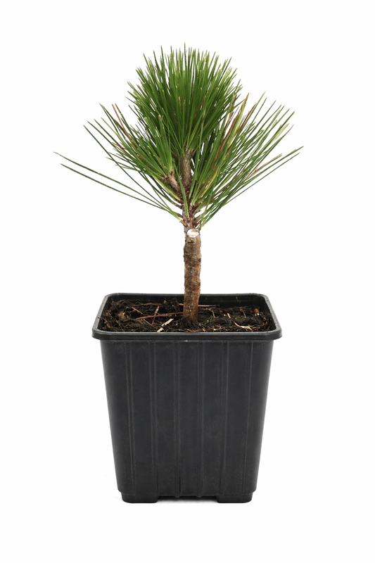 Pinus thunbergii cv THUNDERHEAD young pine tree with dense green needles in black nursery pot
