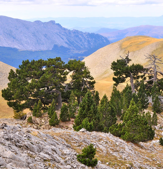 Pinus uncinata dichte immergrüne Nadelbäume vor robustem Berglandschaftshintergrund