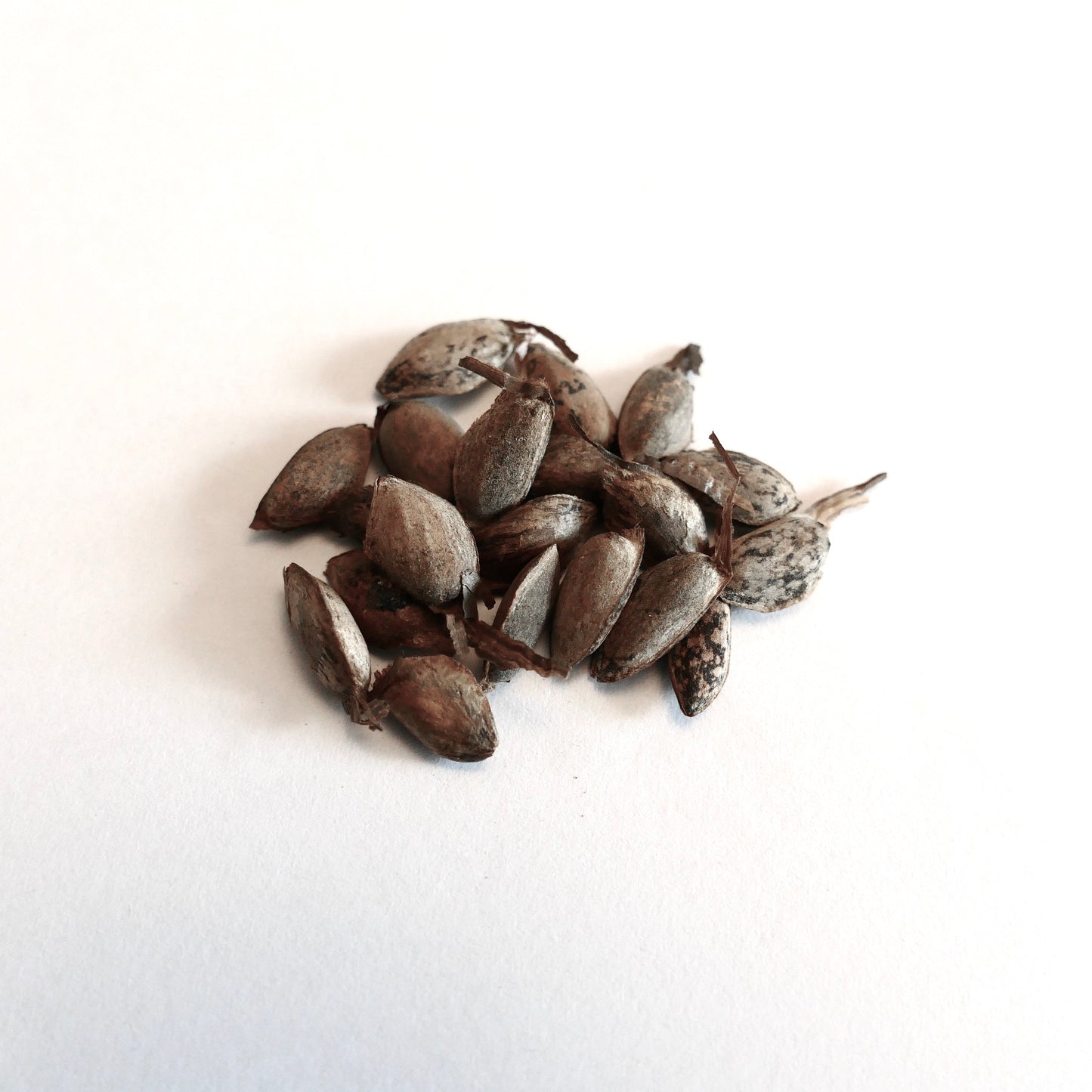 Pinus wallichiana dry brown seeds with elongated shape and textured surface close-up