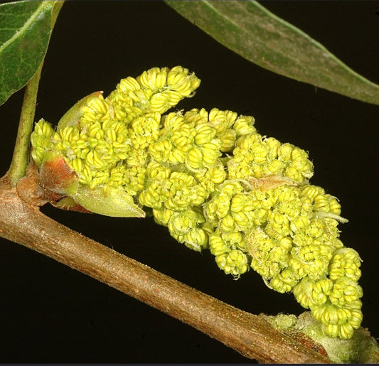 Pistacia atlantica close-up of dense yellow-green flowering cluster on woody stem