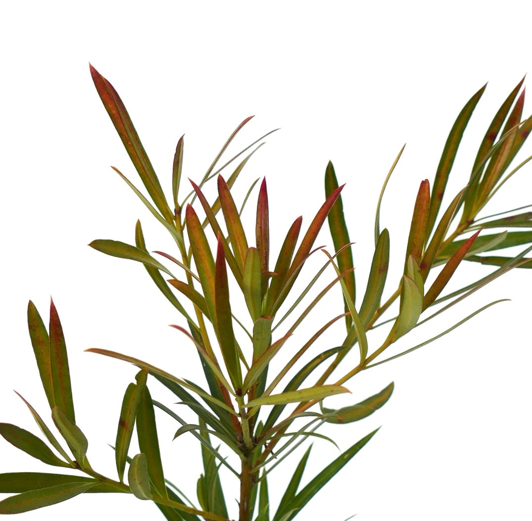 Podocarpus neriifolius slender green leaves with reddish tips and narrow shape