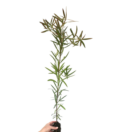 Podocarpus neriifolius slender young plant with narrow green leaves and upright growth