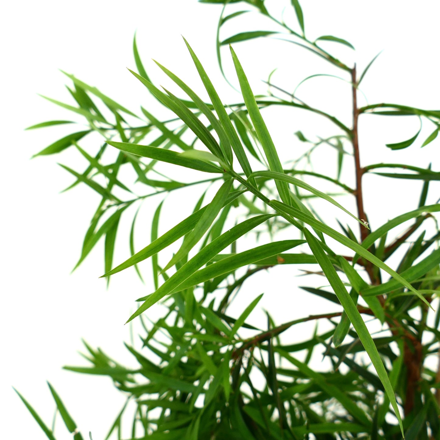 Podocarpus salignus slender green leaves with narrow lanceolate shape and woody stems