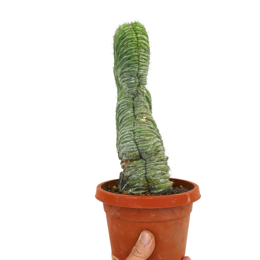 Polaskia chichipe crested rare succulent cactus with ribbed, twisted growth in terracotta pot