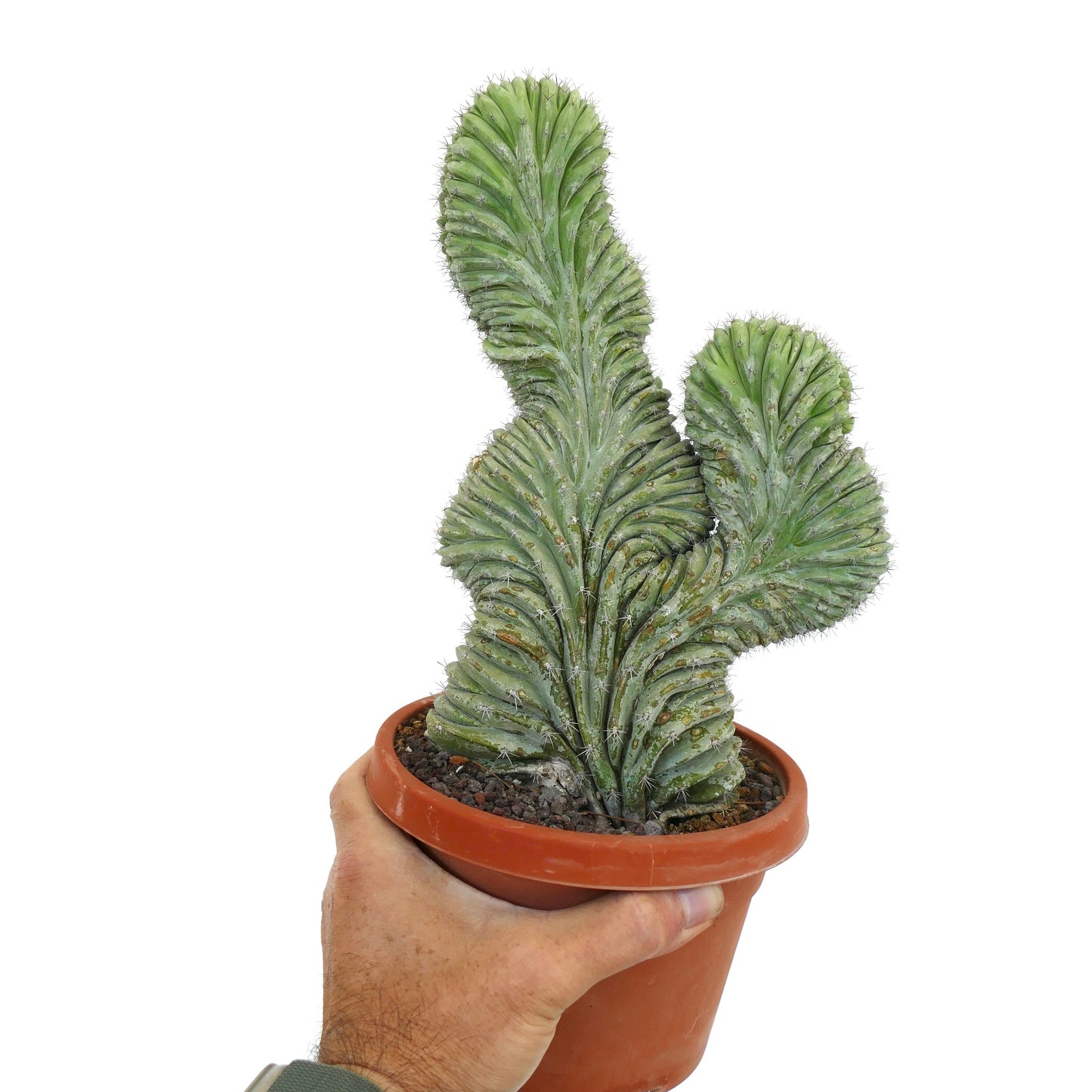 Polaskia chichipe crête rare cactus succulent avec des crêtes ondulées et de petites épines en pot en terre cuite
