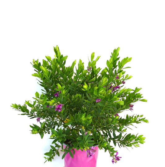 Polygala myrtifolia shrub with vibrant green leaves and small purple flowers in pink pot