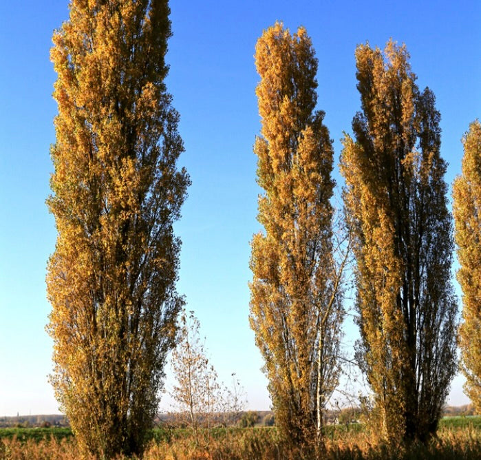 Populus nigra var. italica tall columnar deciduous trees with golden autumn foliage