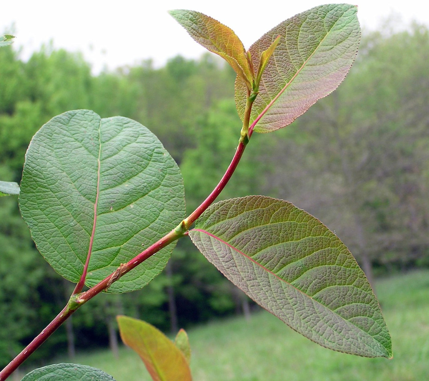 Populus koreana branch with large textured green leaves and reddish stems outdoors