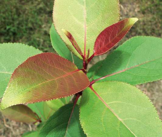Populus purdomii young leaves with red and green coloration and serrated edges