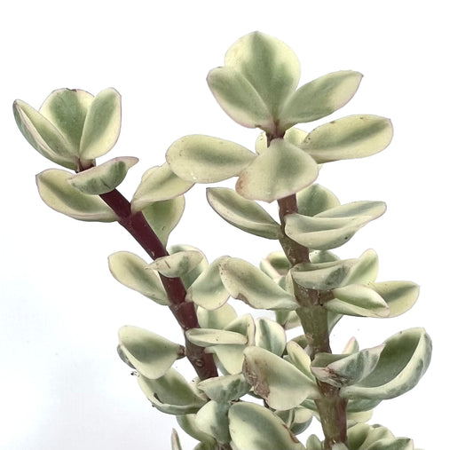 Portulacaria afra succulent with thick, rounded variegated leaves and reddish stems