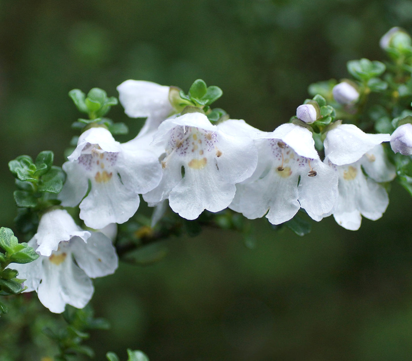 Prostanthera cuneata delicate white tubular flowers with small green leaves close-up