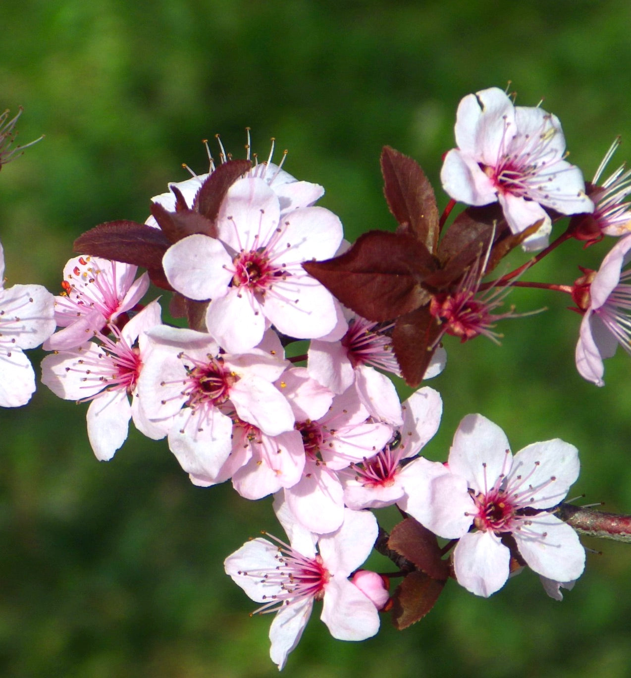 Prunus cerasifera cv "PISSARDII" delicate pink blossoms with dark purple leaves close-up