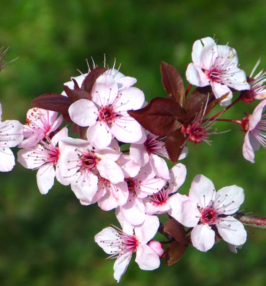 Prunus cerasifera cv "PISSARDII" delicate pink blossoms with dark purple leaves close-up