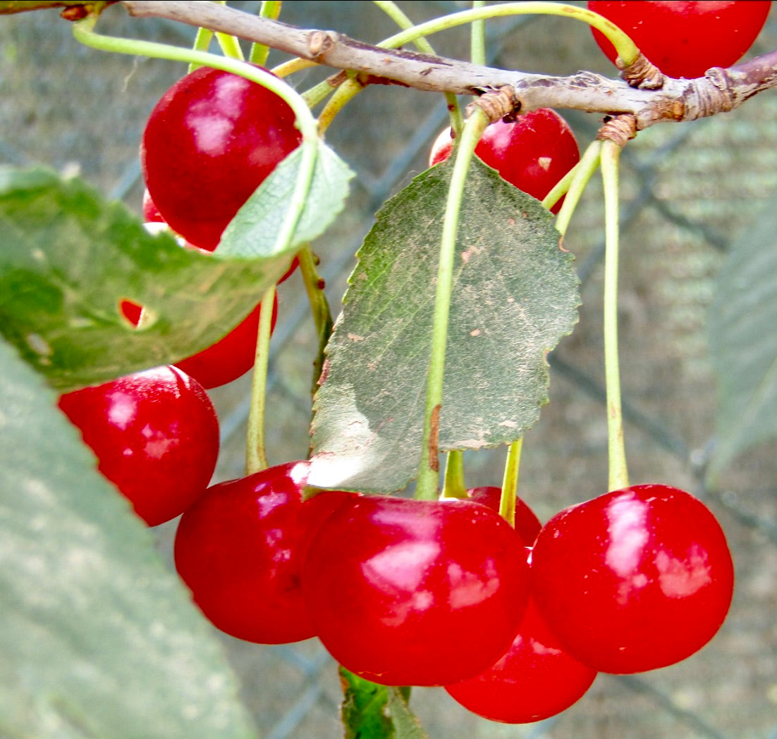 Prunus cerasus ripe bright red cherries hanging from leafy branch close-up
