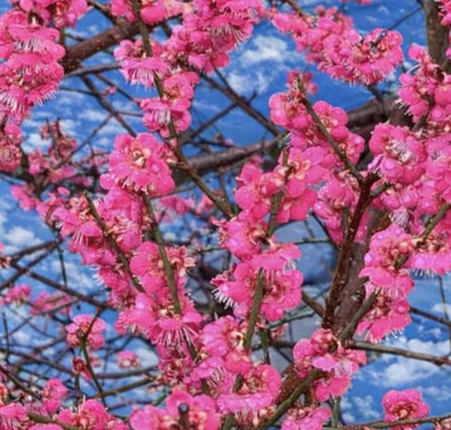 أزهار وردية زاهية لـ برونوس مومي 'بيني-تشيدوري' على فروع خشبية مقابل سماء زرقاء