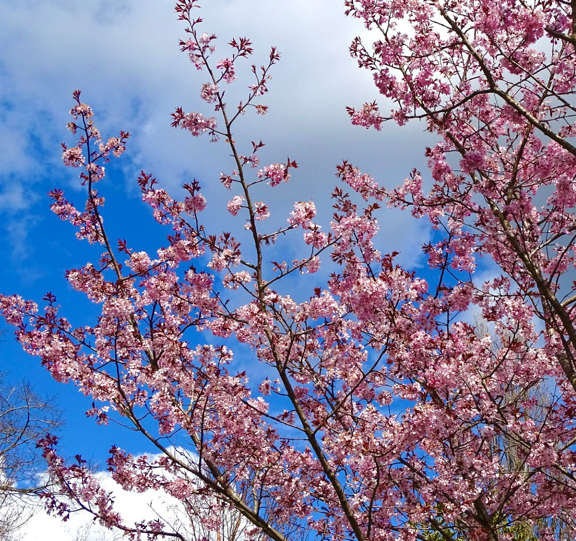 Prunus sargentii vibrant pink cherry blossoms on slender branches against blue sky