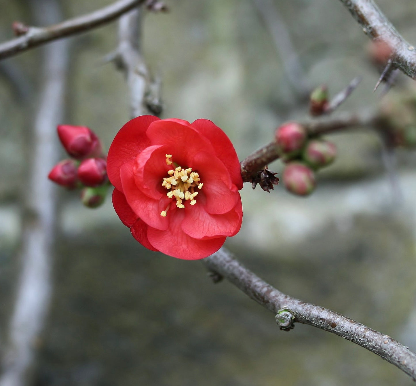 Pseudocydonia sinensis bright red flower with delicate petals and yellow stamens on branch