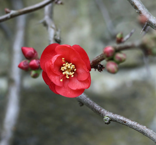 Pseudocydonia sinensis bright red flower with delicate petals and yellow stamens on branch
