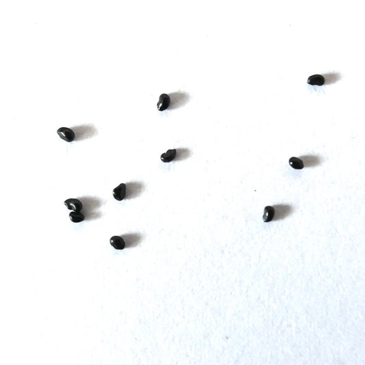 Pseudoespostoa melanostele kleine glänzende schwarze Samen auf weißem Hintergrund