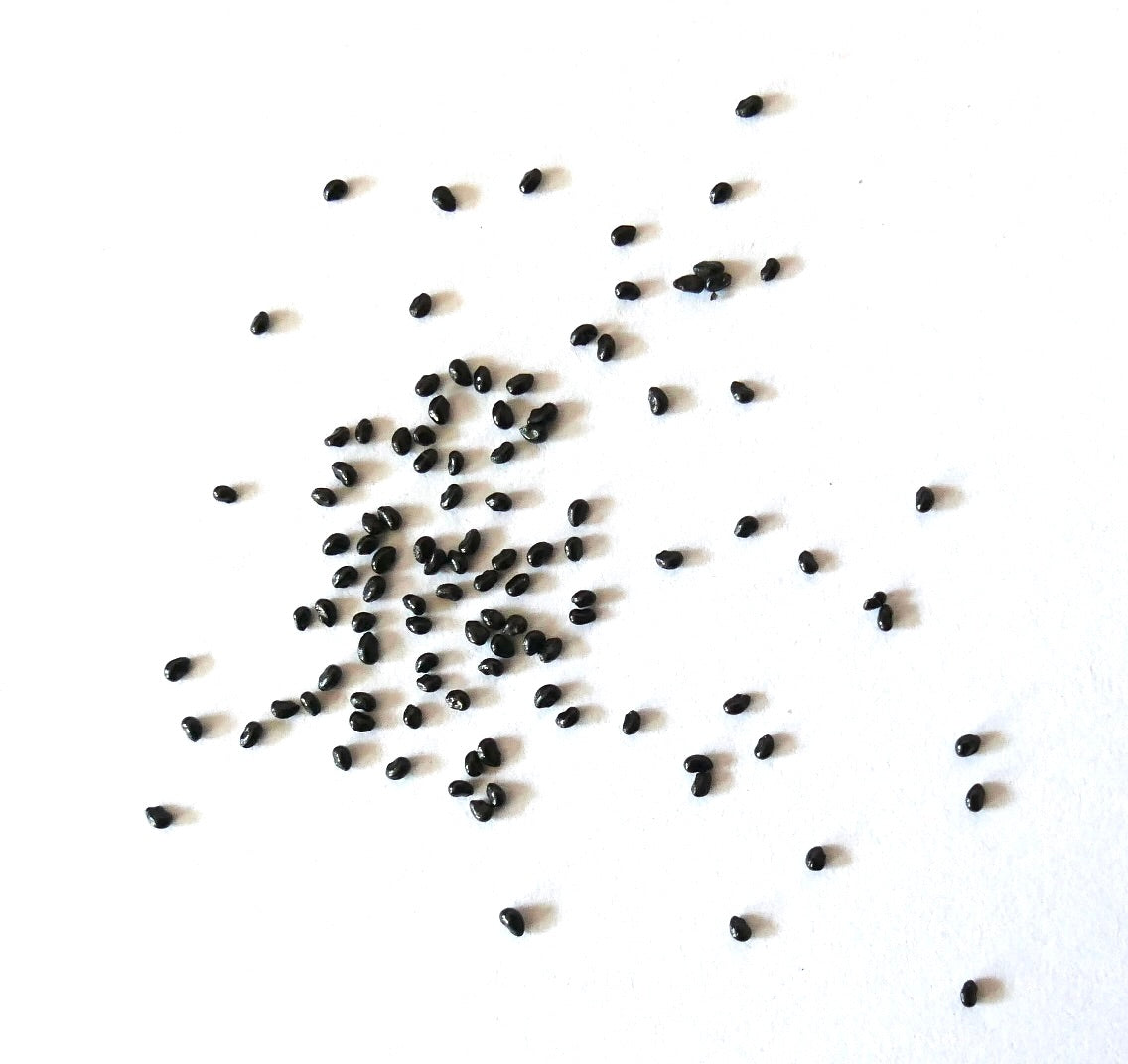 Pseudoespostoa melanostele kleine schwarze Kaktussamen auf weißem Hintergrund verstreut