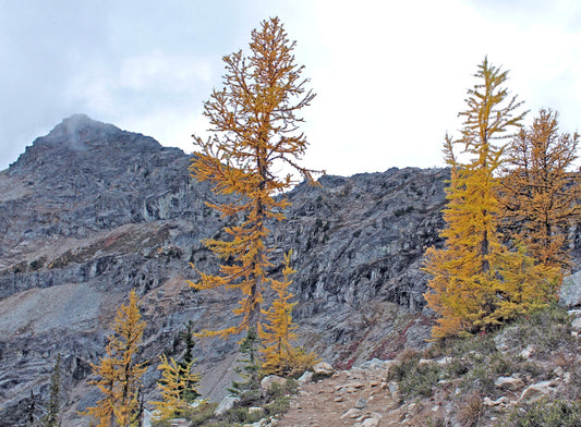Pseudolarix amabilis tall deciduous conifer with golden-yellow needles in mountainous terrain