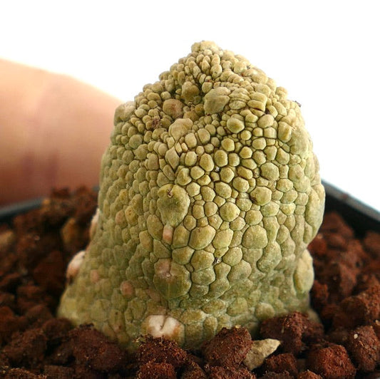 Pseudolithos caput-viperae seltener Sukkulent mit uneben strukturierter Oberfläche im Boden