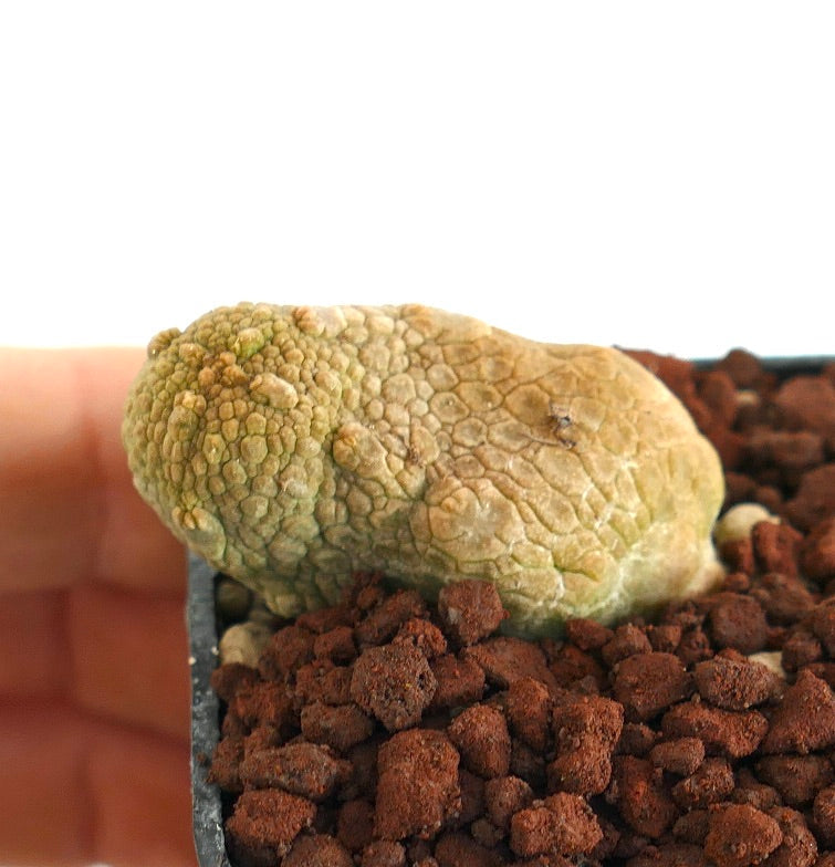 Pseudolithos caput-viperae SELECTED