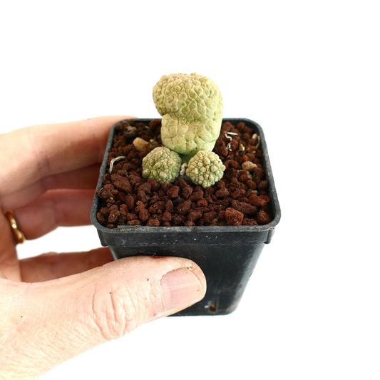 Pseudolithos eylensis rare succulent with textured, brain-like green clusters in small black pot