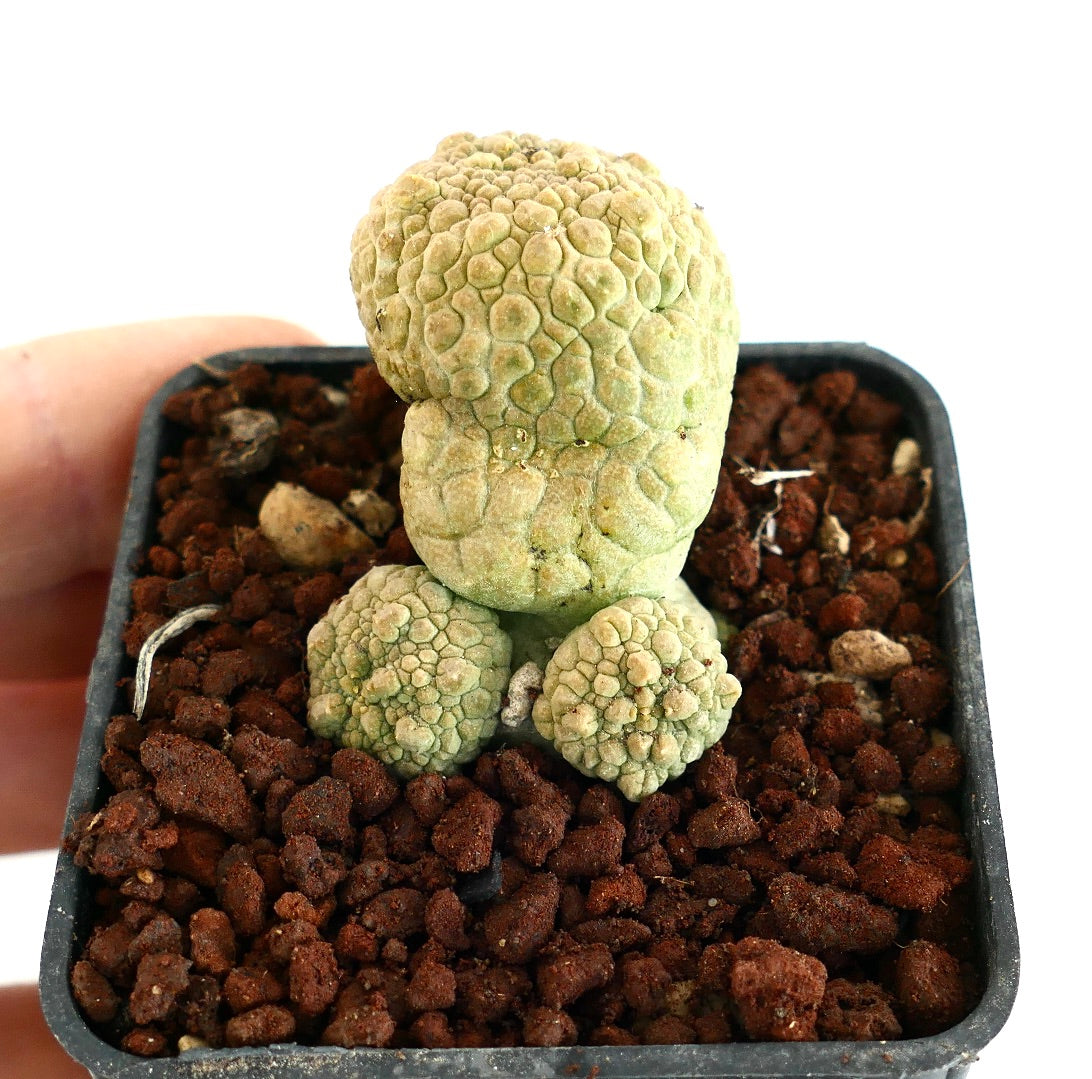 Pseudolithos eylensis rare succulent with bumpy textured green stems in small black pot