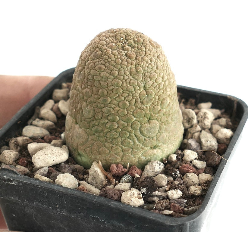 푸세돌토스 하라드헤라누스 희귀 다육식물, 울퉁불퉁한 질감의 초록 줄기, 검은 화분에 심김