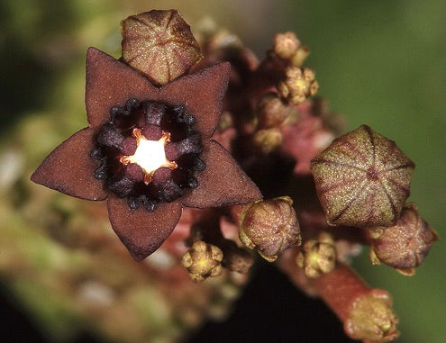 Pseudolithos dodsoniana SEEDS
