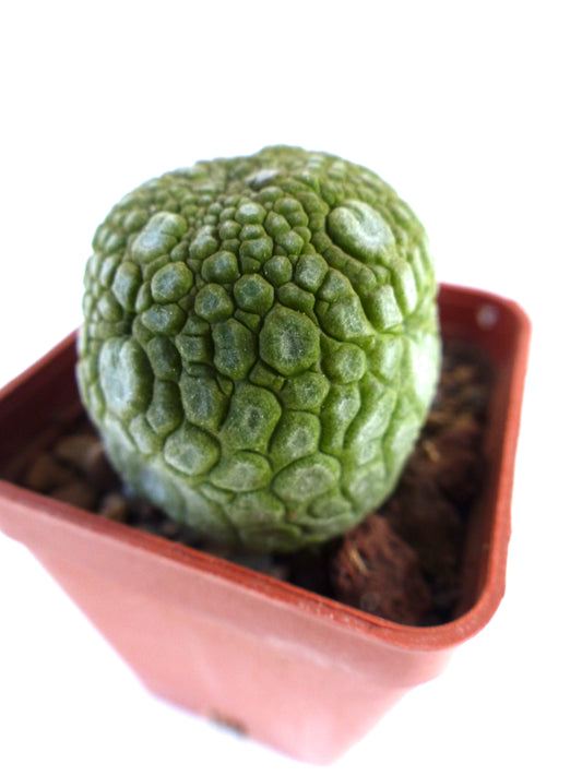 Pseudolithos migiurtinus rare succulent with textured green rounded surface in small pot