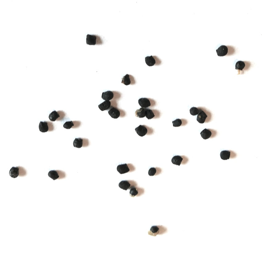 Graines de petits cactus noirs Pseudolobivia carmineiflora sur fond blanc