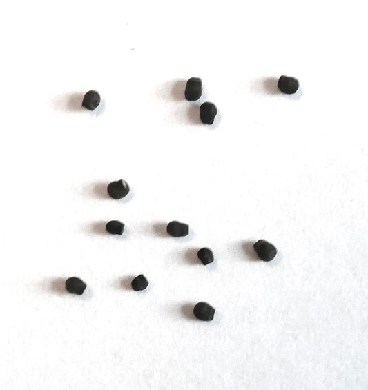 เมล็ดกระบองเพชร เพสดอโลบิเวีย ไอรีซิอิ สีดำเล็ก สำหรับเพาะปลูกไม้อวบน้ำ