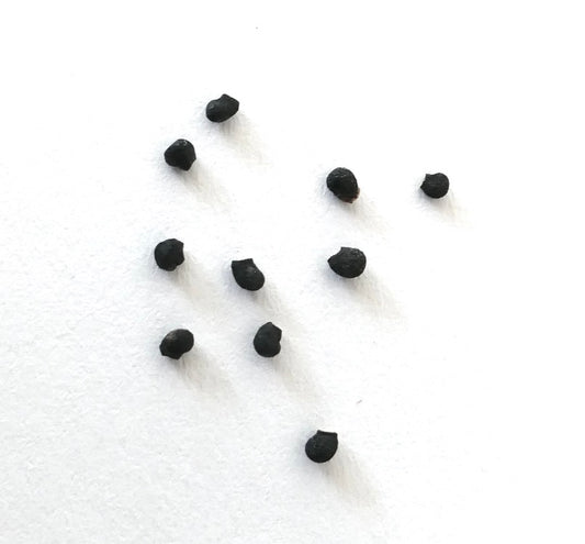 เมล็ดแคคตัสสีดำขนาดเล็กของซูโดโลบิเวีย ฮามาทาคานธา บนพื้นหลังสีขาว