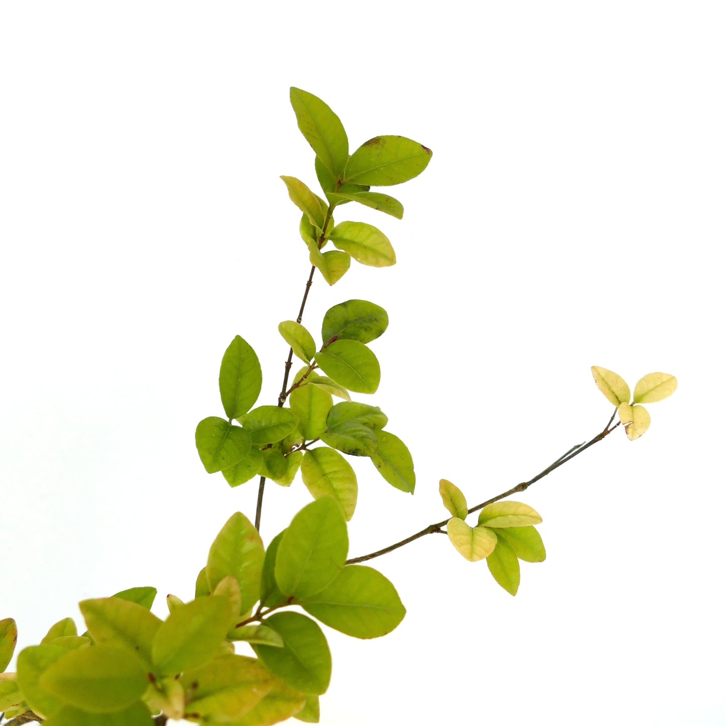 Psidium cattleianum slender branch with smooth green leaves and light yellow tips